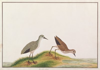 Sandpiper, from Drawings of Birds from Malacca by Chinese School